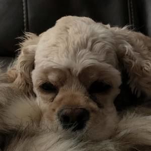 Meet your Posher, Barbara